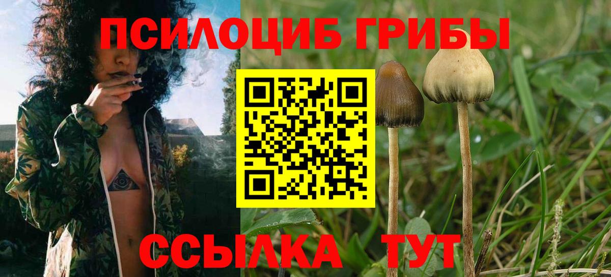 Кисловодск  как найти закладки  Вход с VPN  Галлюциногенные грибы мицелий  Галлюциногенные грибы Psilocybe 