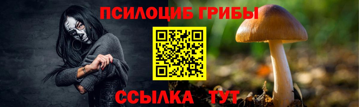 Псилоцибиновые грибы Psilocybe Кисловодск