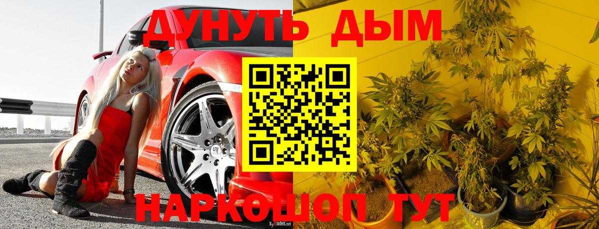 Каннабис план Кисловодск